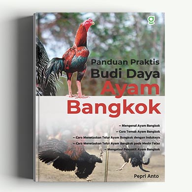 Panduan Praktis Budi Daya Ayam Bangkok